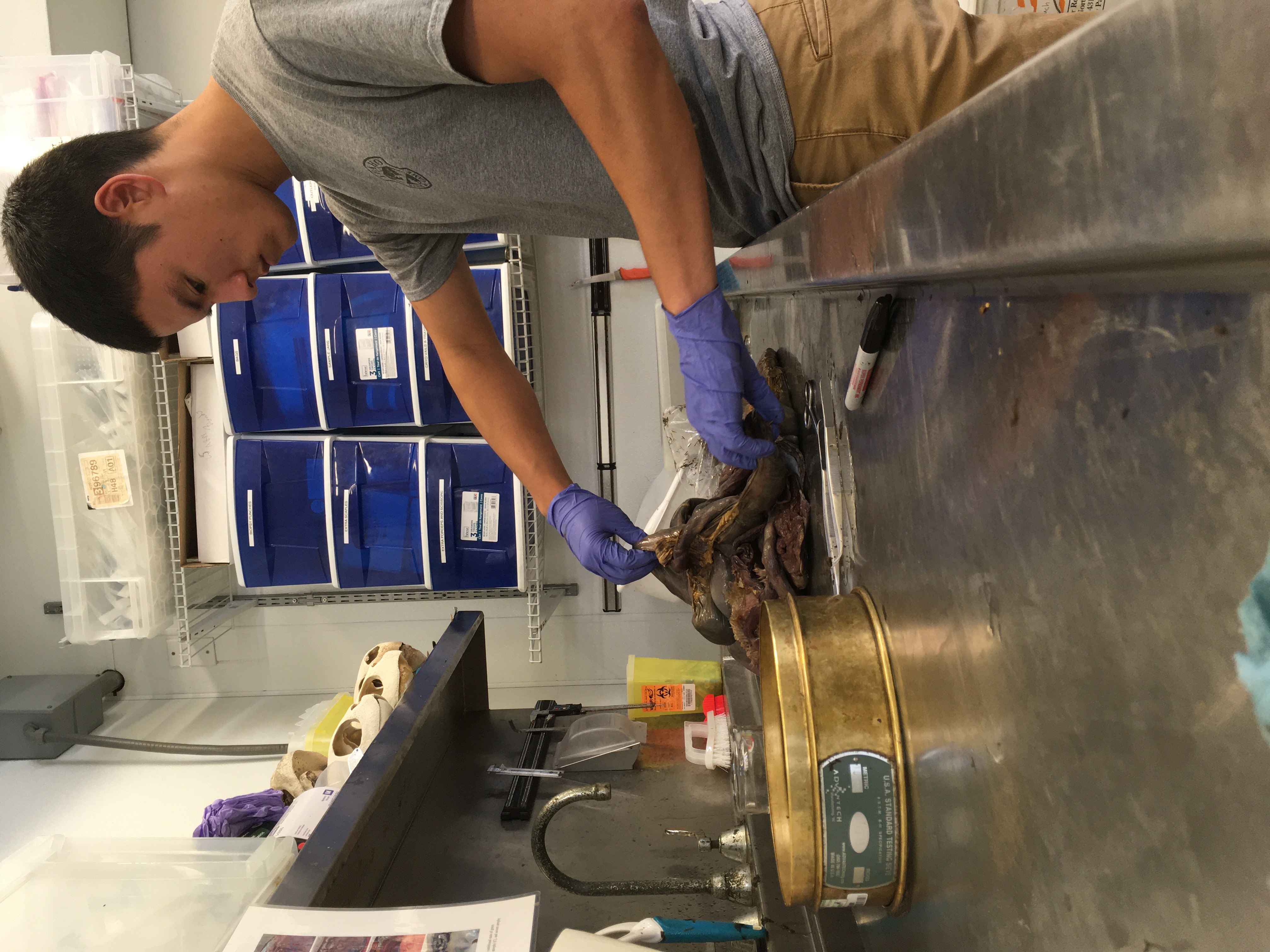 A young man works with marine shellfish samples in a laboratory.