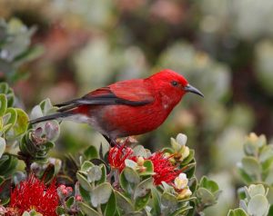 A red 'apapane bird sitting atop an ʻōhiʻa lehua tree with red flowers.