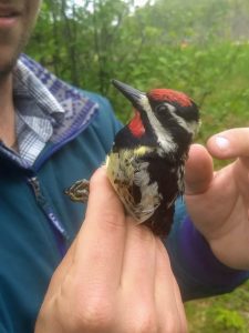 A yellow-bellied sapsucker held in a hand
