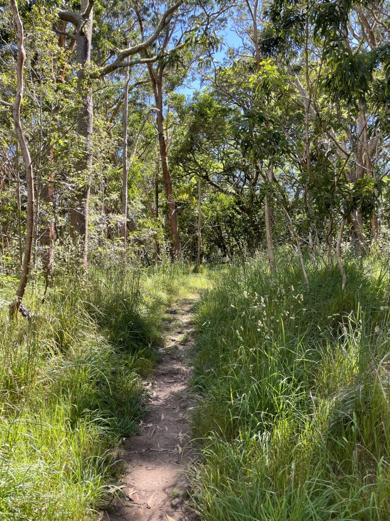 A visible hiking trail amidst the forest.