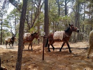 Pack mules on the trail hauling gear to Manning Camp