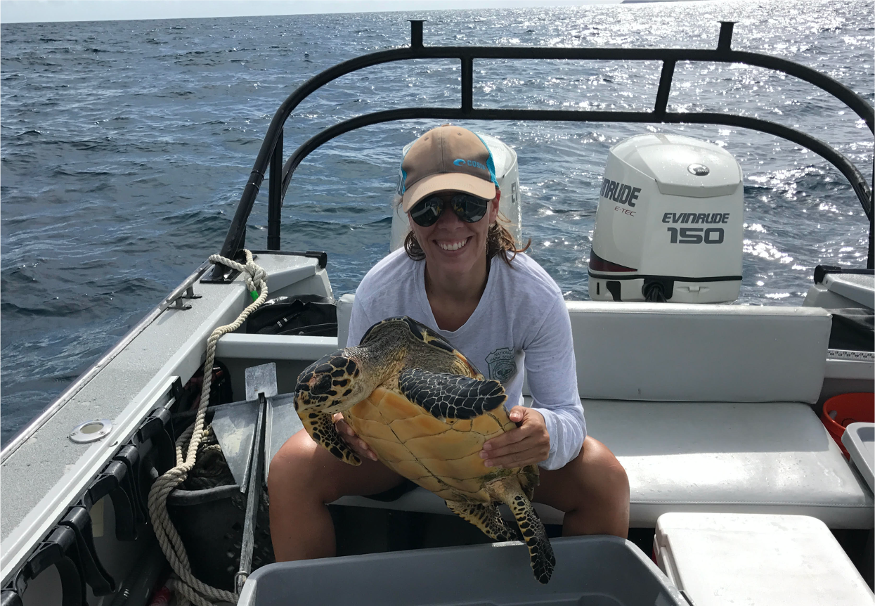 Alexandra Gulick holds a juvenile hawksbill sea turtle captured as part of a mark-recapture project that monitors in-water sea turtle populations in the park