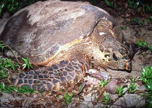 Image of a hawksbill turtle nesting on a beach at Buck Island Reef National Monument