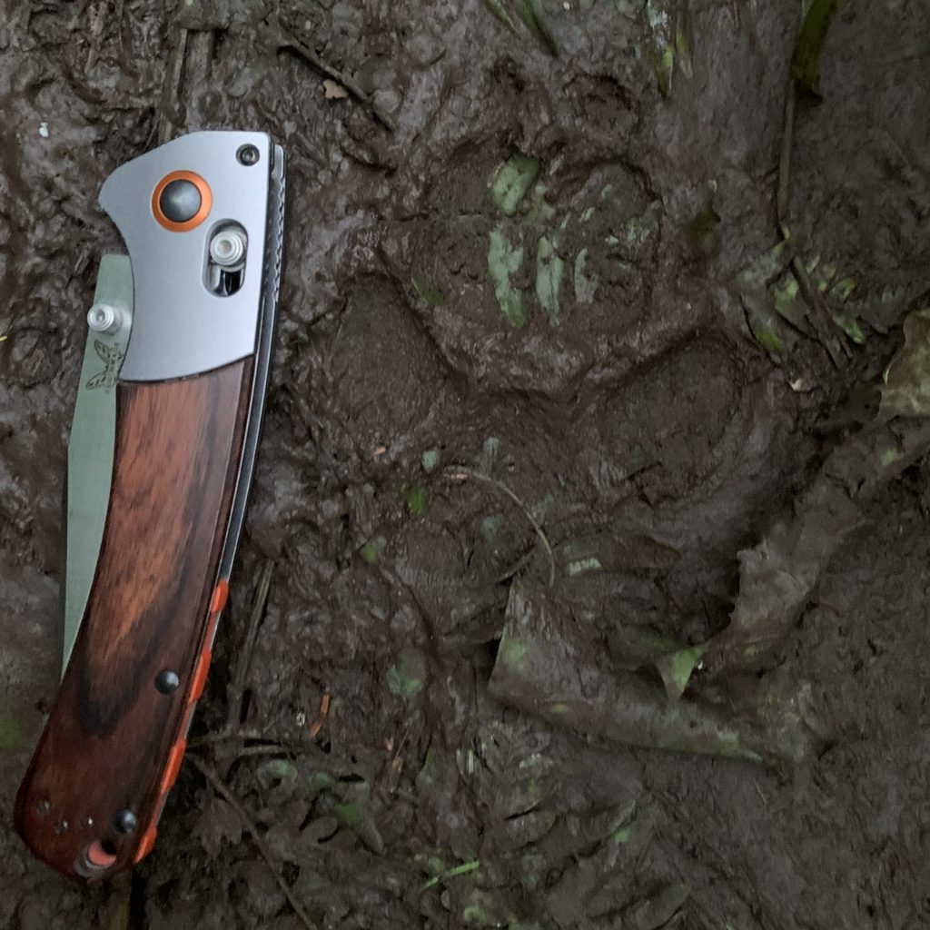 a pocket knife next to a wolf footprint