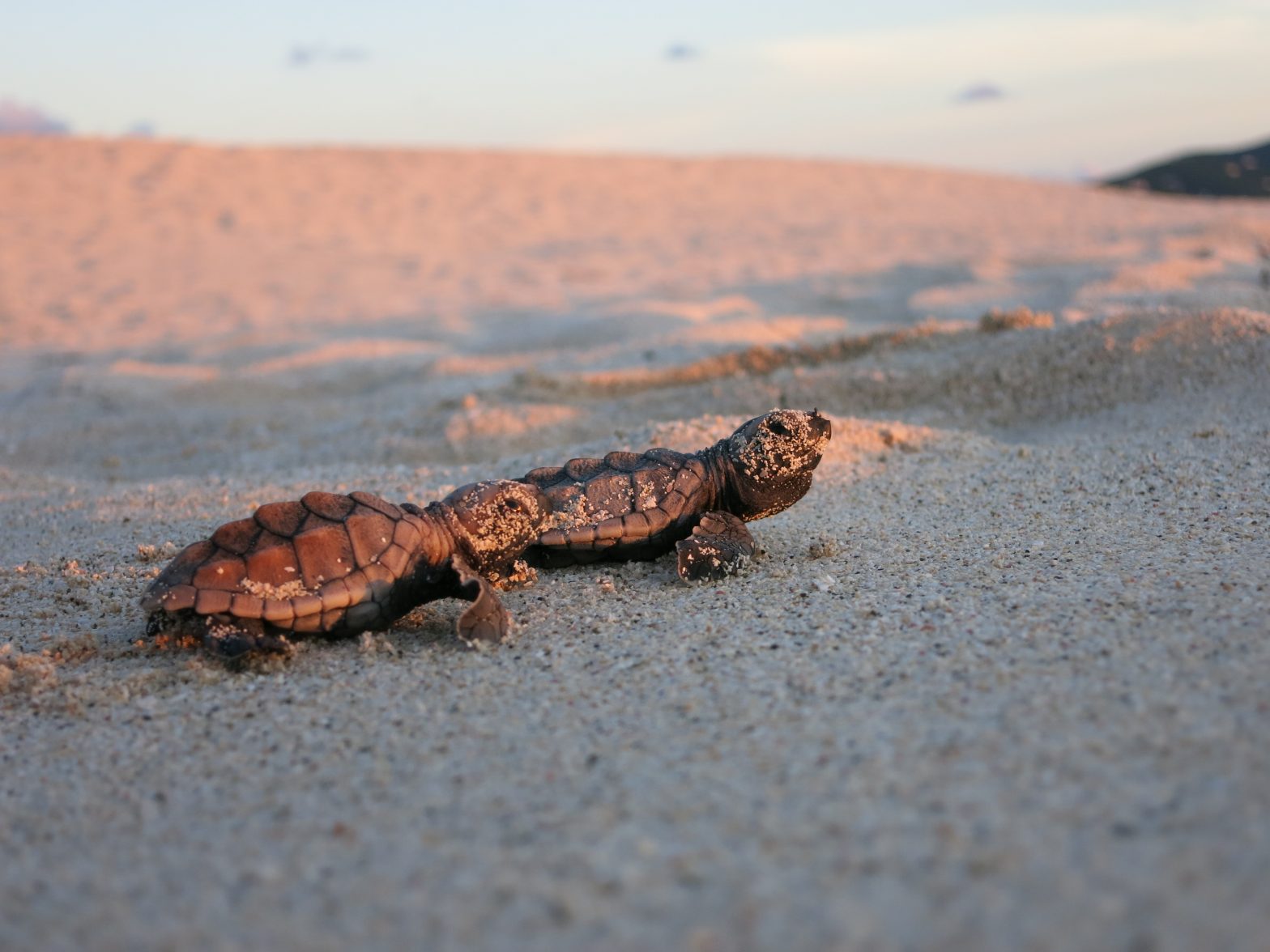 Two hawksbill hatchlings on the beach at Buck Island Reef National Monument