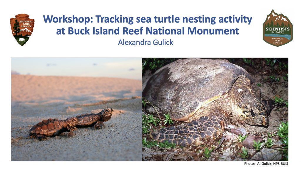 Screenshot of a workshop presentation on monitoring sea turtle nesting activity