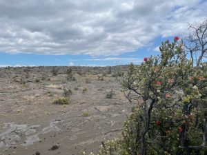 Lava field with dry vegetation