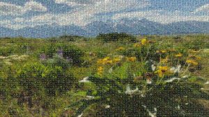 a mosaic of the sagebrush steppe made of multiple plant species