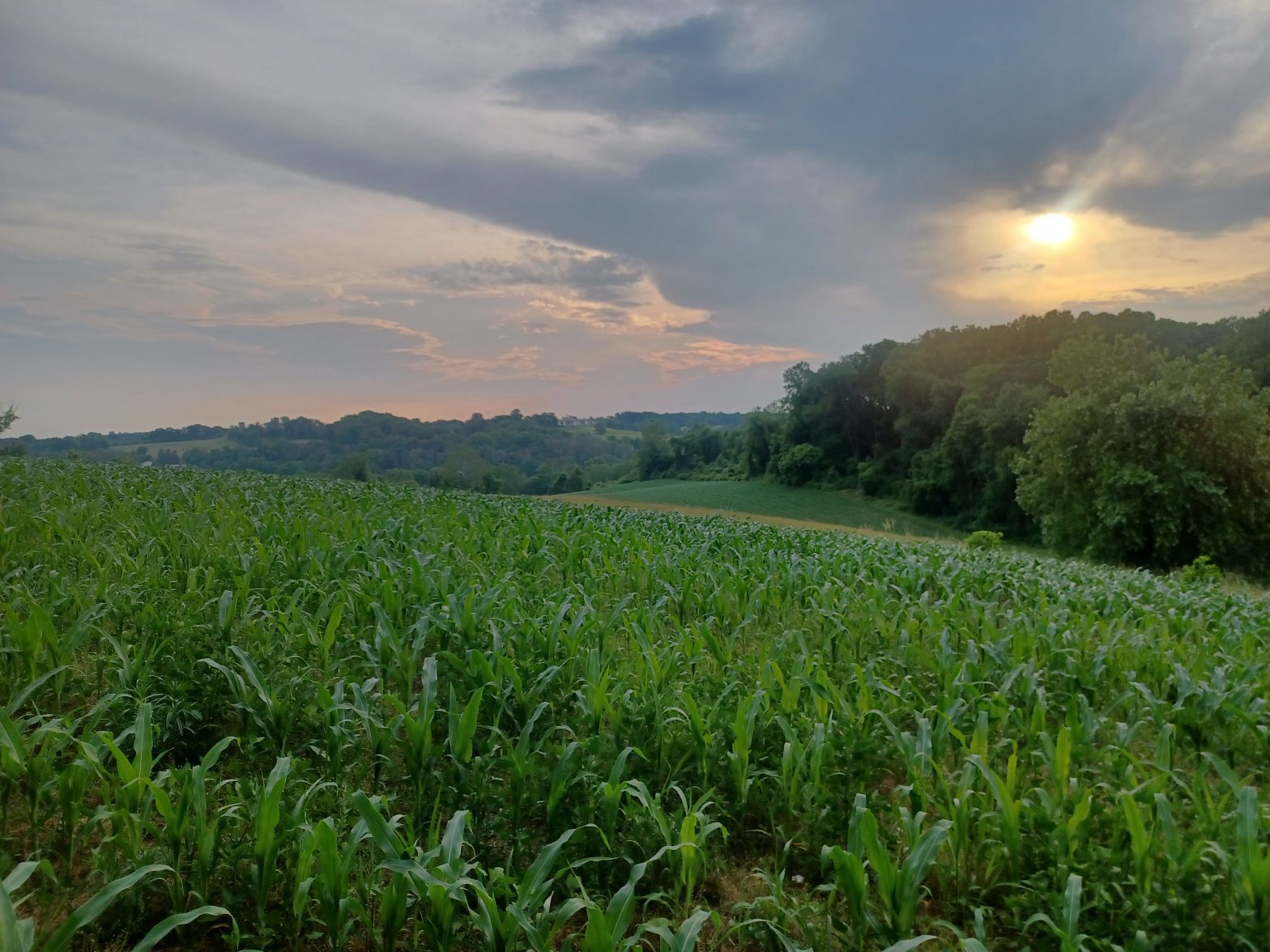 A sunset view of a field within First State National Historical Park's Brandywine Valley unit.