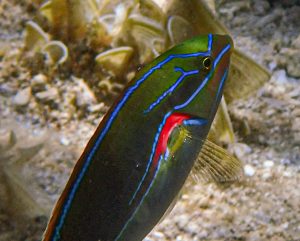 Redshoulder wrasse commonly found in Guam waters