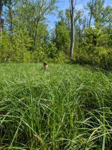 Chris Poling neck deep in a sedge meadow