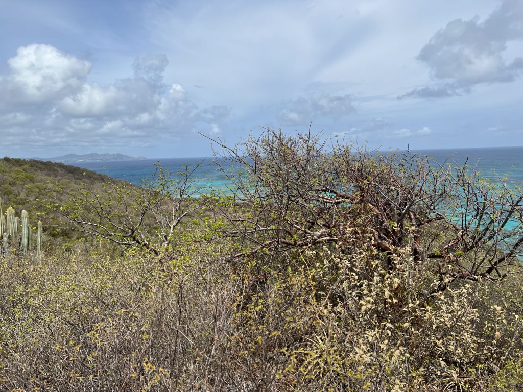 View of treetops and ocean