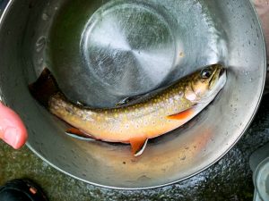 An adult brook trout weighed and measured, caught during an electrofishing sample (Photo Credit: Rowan Fay, 2022)