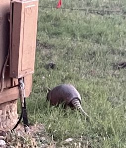A nine-banded armadillo facing away from the camera. It is walking in the grass next to the side of a brown building.