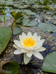 American Water Lilly in full bloom. This is a large white flower which floats on the surface of water.
