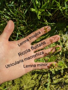 My hand holding several wetland plants, which are labeled. From top to bottom: Lemna trisulca, Riccia fluitans, Utricularia macrorhiza, Lemna minor.