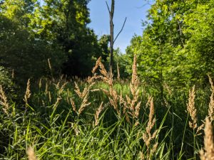 Invasive Reed Canary grass growing in canal
