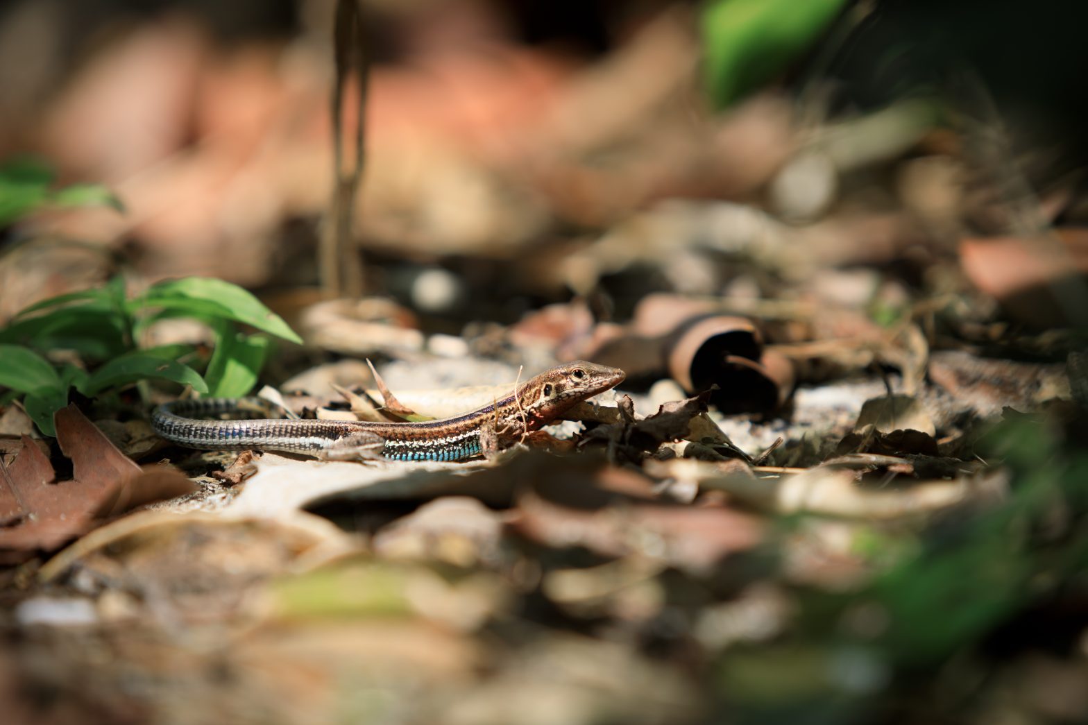 striped lizard standing on leaves
