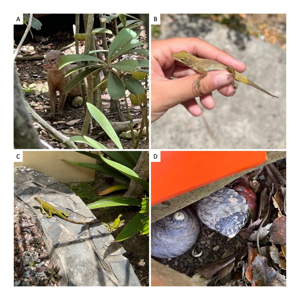 image with four panels. Top left is a mongoose behind foliage. Top right is a hand holding a small greenish-brown lizard (St. Croix anole). Bottom right is an iguana sitting on a stone wall with another in bushes behind it. Bottom left shows two hermit crabs hiding under a tree branch