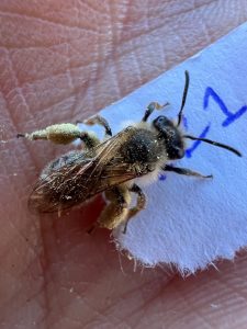 Close up photo of bee resting on a hand.
