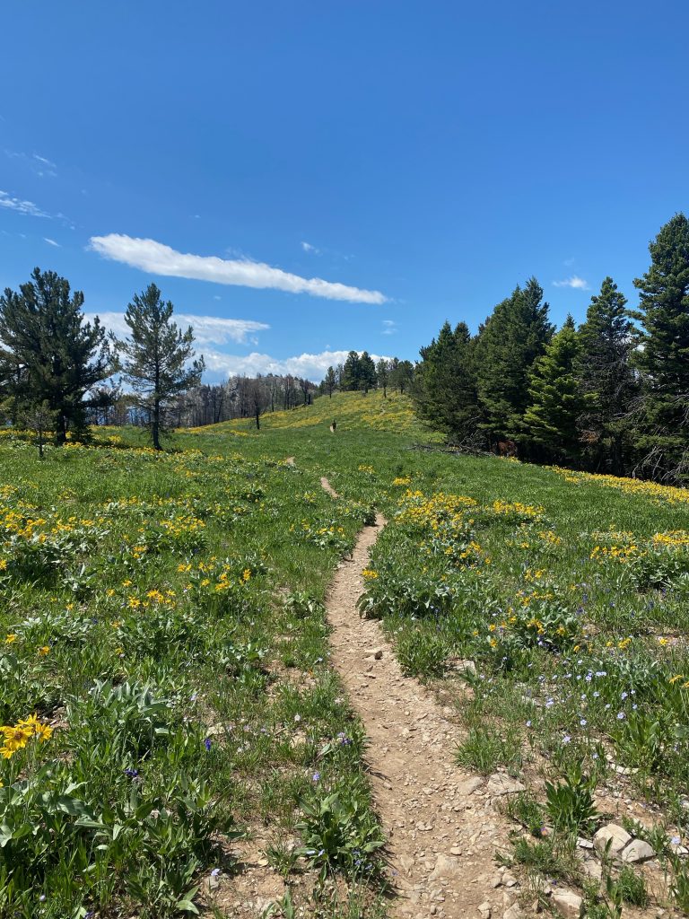 Dirt trail through a field of yellow wild flowers with a few pine trees on either side.