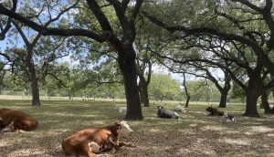 Several cows, including brown and white Hereford cattle and black and white Texas longhorns, lay in the shade beneath large trees at the LBJ Ranch.