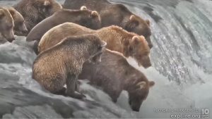 5 brown bears standing over a river