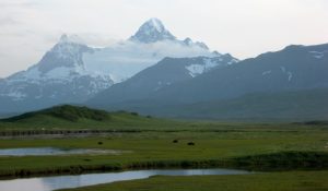 Grassy alaskan plains, littered with small creeks of a free-flowing river and a family of brown bears. Obscured and unnamed snowy mountains loom over the grassy planes. 
