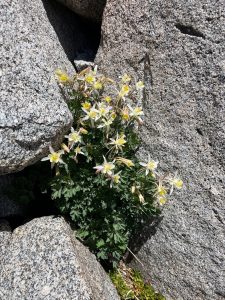 A small green shrub, growing out of an opening between three grey stones. The petals from it's flowers are thin and white, while the pistil at the center are a pale yellow.