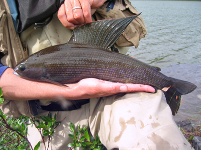 Arctic grayling fish