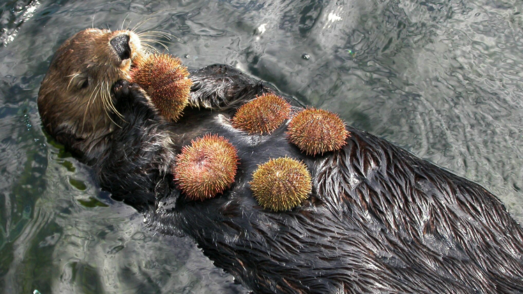 Sea otters consume sea urchins and help keep the undersea kelp forest healthy. Credit, Vancouver Aquarium