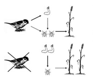 Figure 1 The agricultural food web of our experiment. Arrows indicate the direction from the consumer to the prey. Dashed arrows indicate weak effects, full lines and doubled organisms indicate strong effects. For further explanations see text.