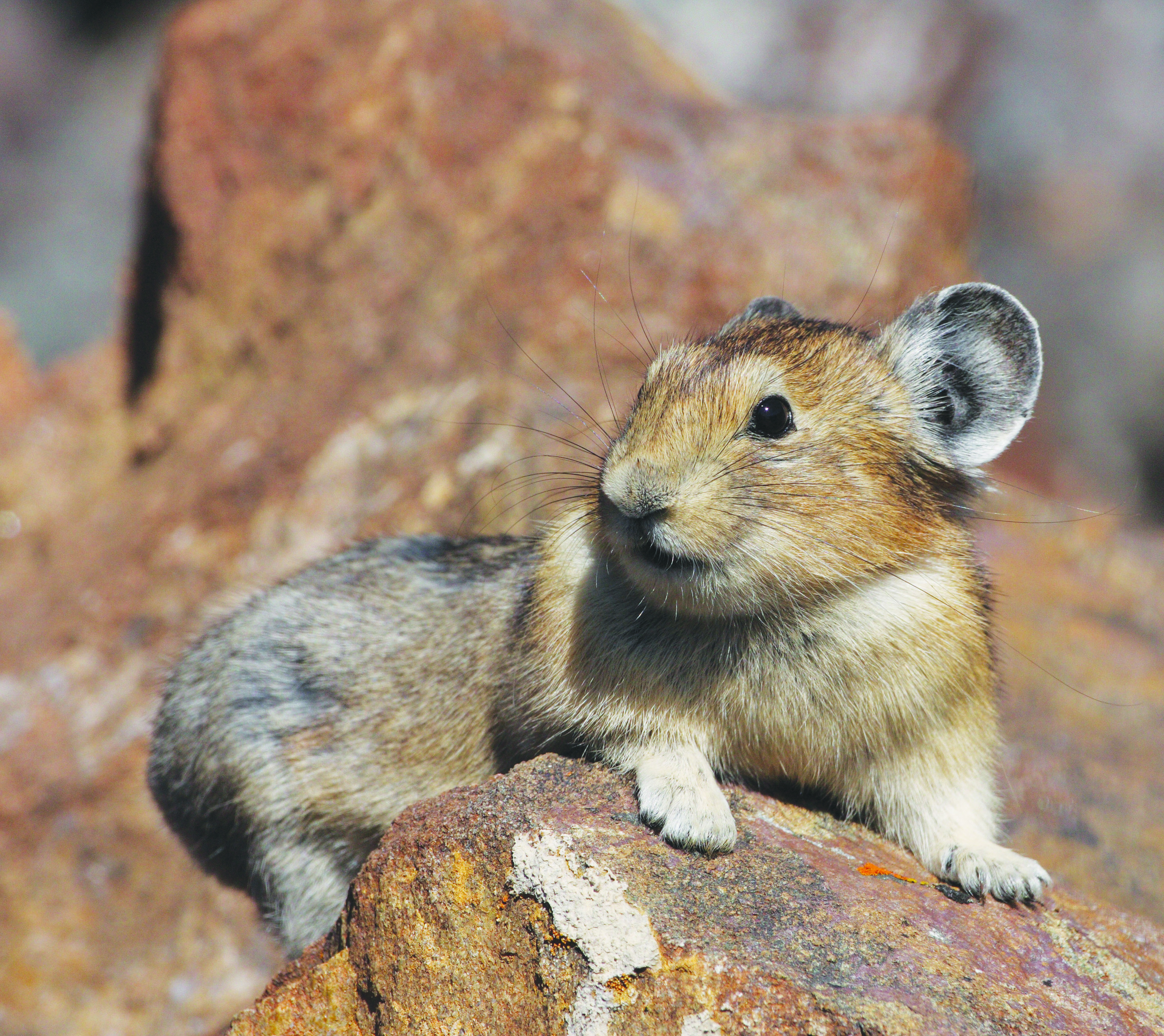 Adorable alpine animal acclimates behavior to a changing climate – The  Ecological Society of America