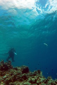Author Suzanne Alonzo observes spawning sixbar wrasse (Thalassoma hardwicke) off Moorea Island in French Polynesia (17°30′ S, 149°50′ W), 17 kilometers (11 miles) northwest of Tahiti. Credit, Jeffrey Shima.