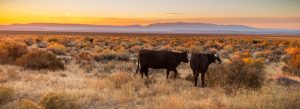 Cattle graze open public rangeland in Malheur County, Oregon, east of Steens Mountain. Credit, Greg Shine/BLM.