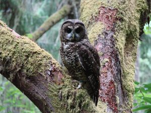 A northern spotted owl peers down from an old-growth forest in the Pacific Northwest.