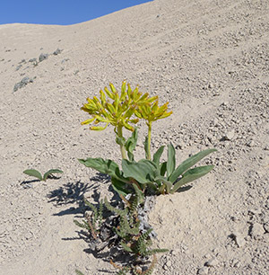 A yellow flower blooms alone on barren soil. The yellow head web.
