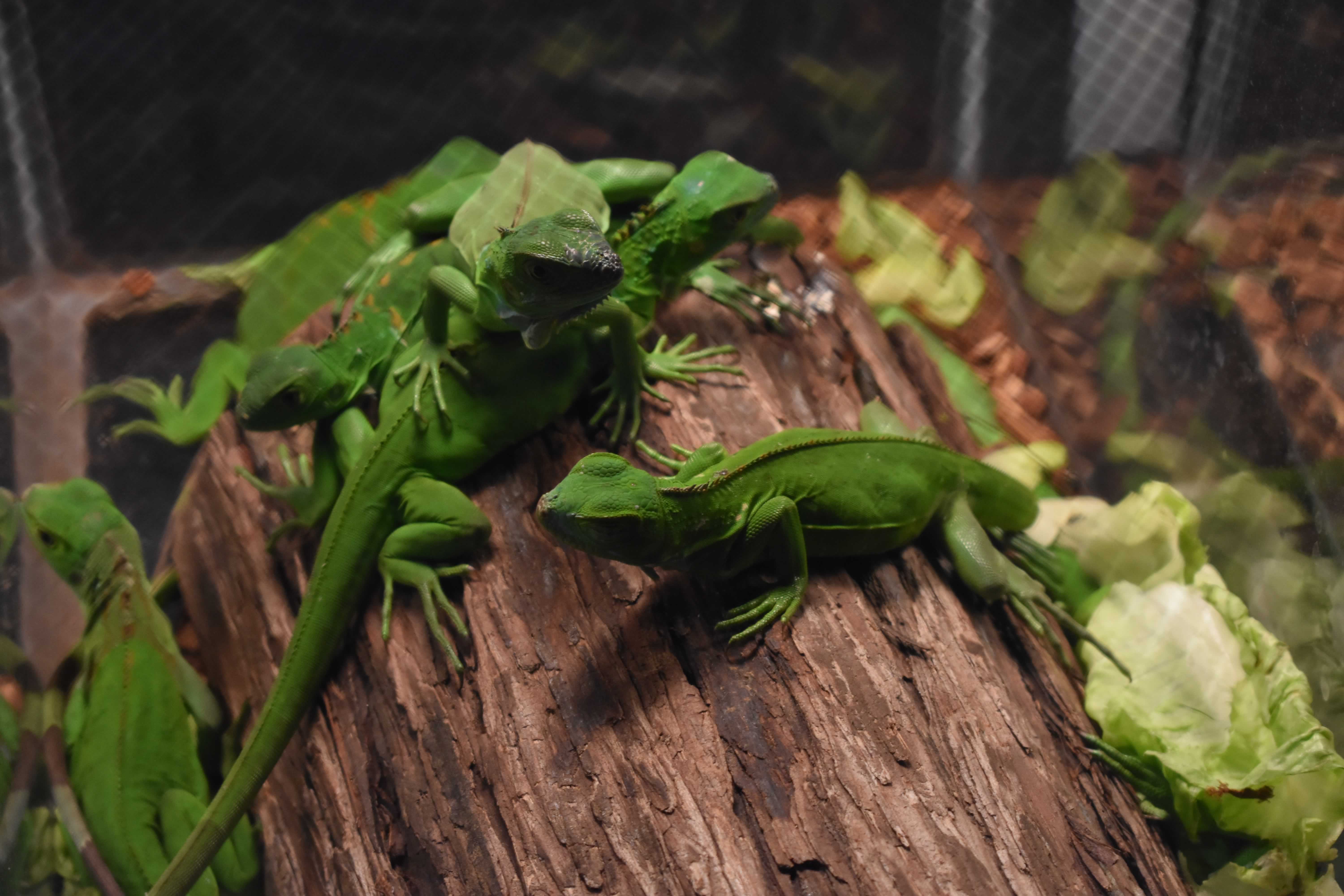 Exotic Pets Can Become Pests with Risk of Invasion – The Ecological Society  of America
