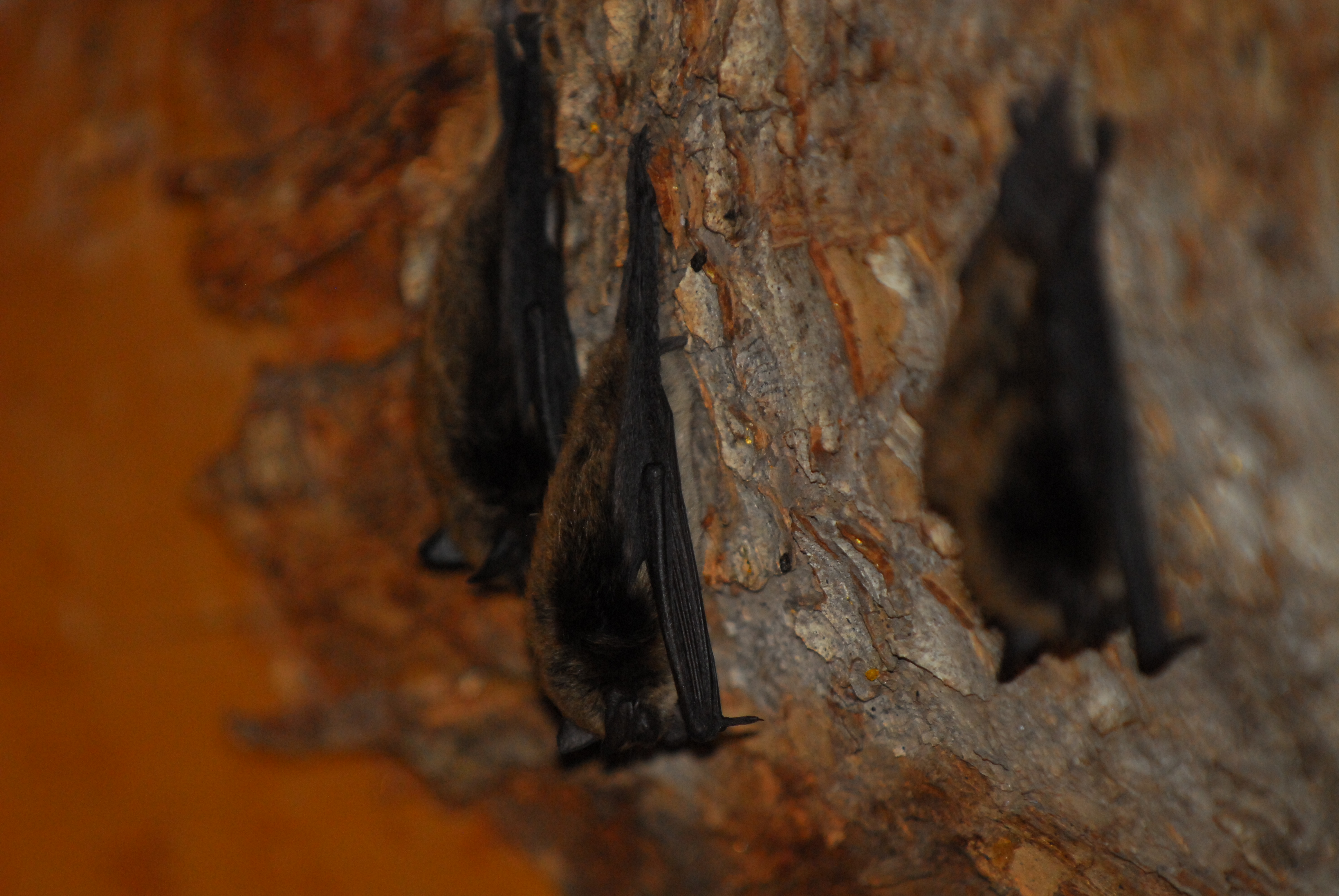 Bats In Attics Might Be Necessary For Conservation The Ecological Society Of America