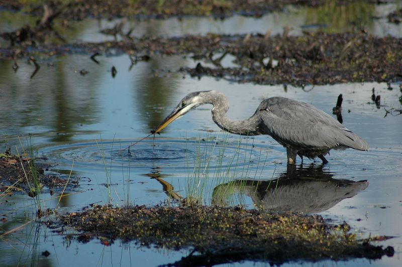 Great Blue Heron capturing a fish.