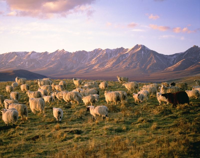 Sheep graze on a ridge at sunset in front of the Qilian Mountain Range