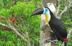 Loss of animals in tropical forests threatens the trees – The Ecological  Society of America