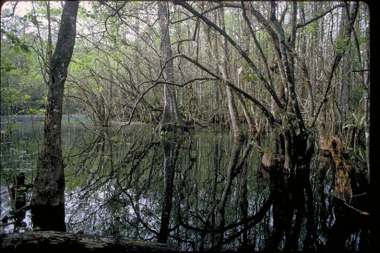 HardwoodCypress Swamps, Unlikely Fire Hazards The Ecological Society