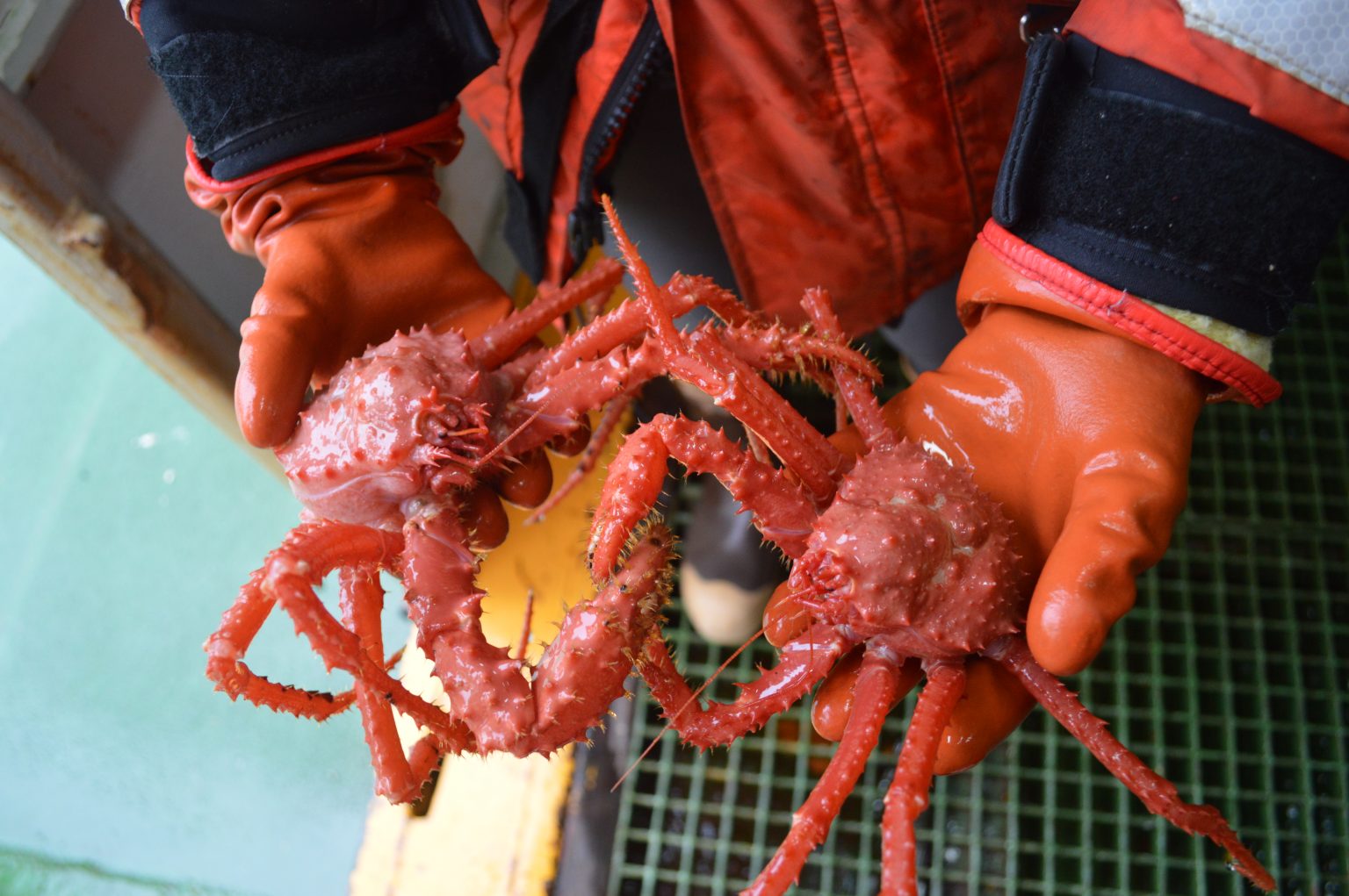 King crabs colonizing shallow Antarctic seas The Ecological Society