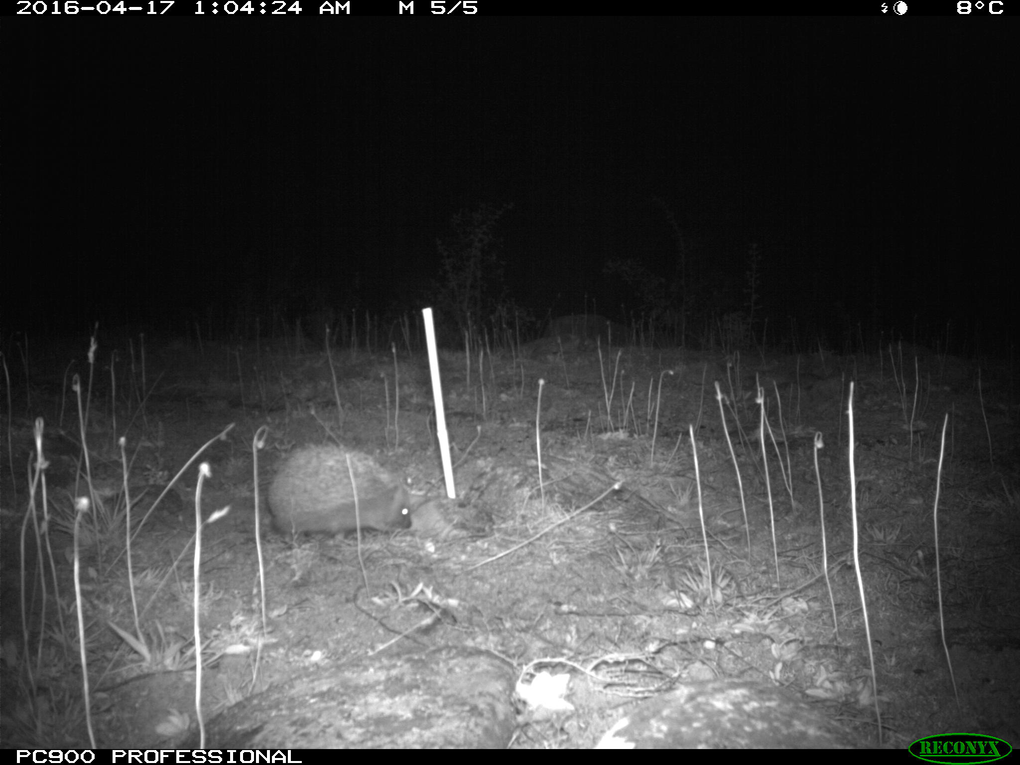 Invasive hedgehogs and ferrets habituate to and categorize smells The