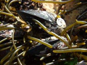 Two closed mussels shown up close. There are semi-opague green cylindrical threads emerging from the mussels.