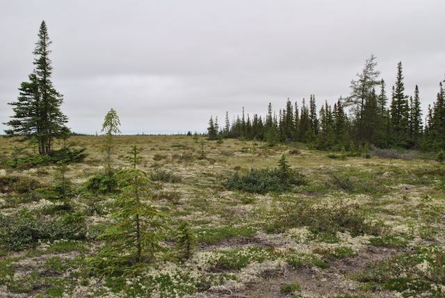 Where the Red Fox Dens: Fox dens foster tree growth, according to new