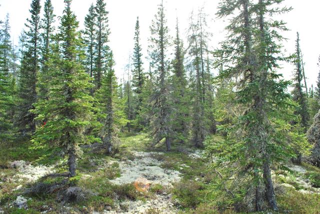 Where the Red Fox Dens: Fox dens foster tree growth, according to new