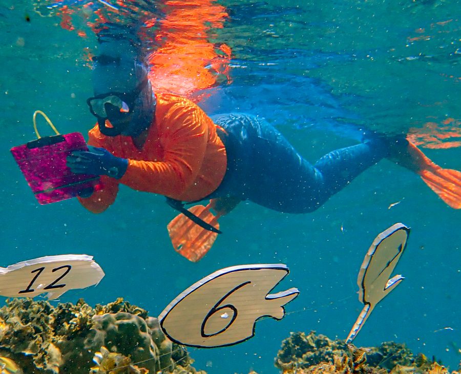 Student in orange shirt and scuba gear takes notes underwater. In the foreground is numbered wooden fish signifying points of data collection. 