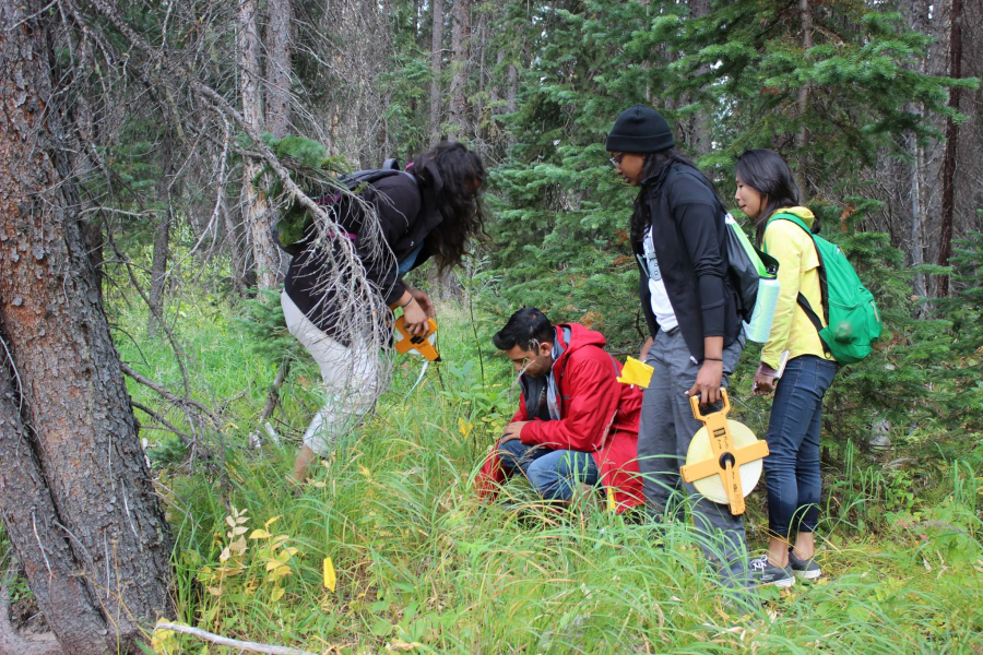Four students are in an evergreen forest. One squats to look at something in the grasses. The three standing students carry diameter and breast height tapes and measuring tapes. 